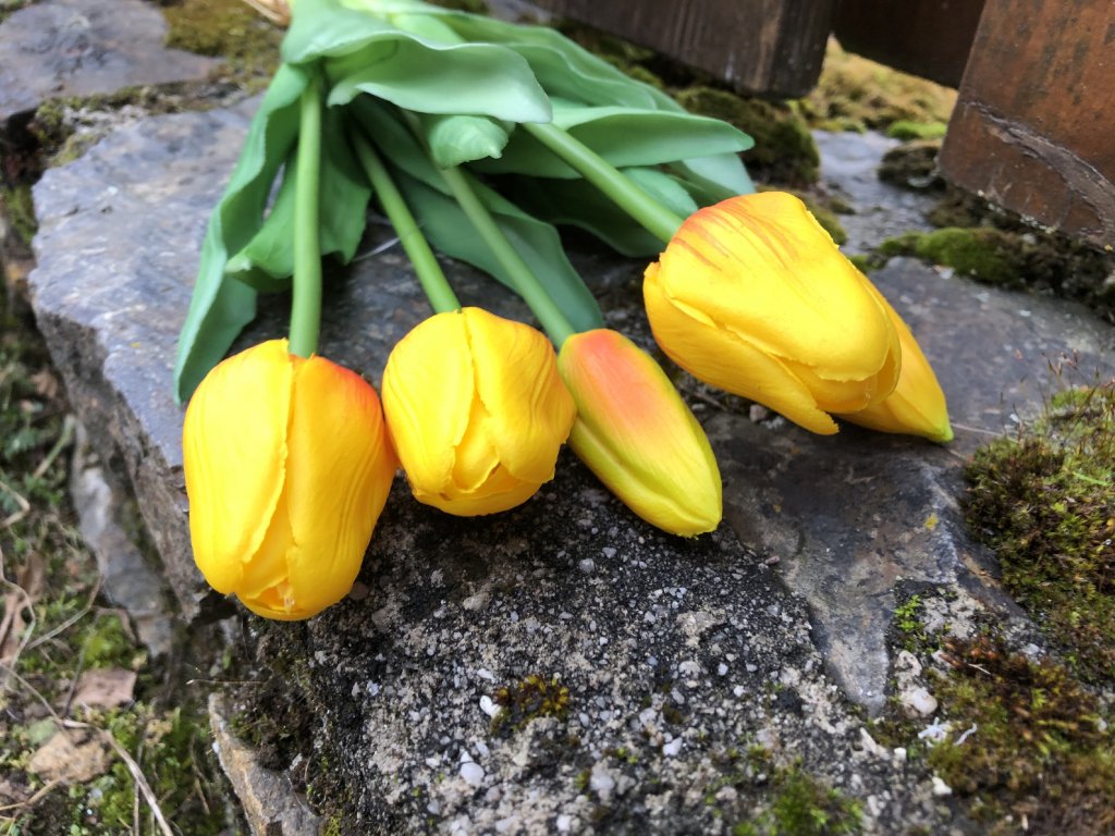 Latexové tulipány žluté svazek